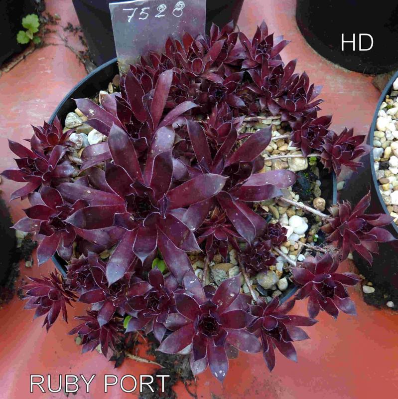 Ruby Port
