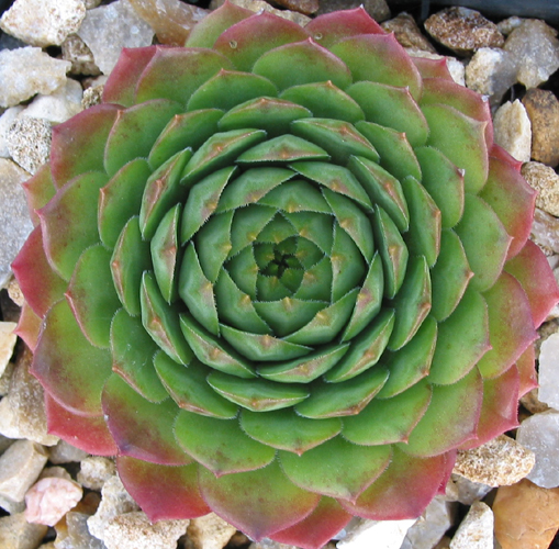 Rotund