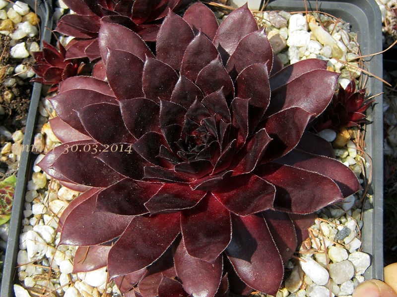 Ruby Port