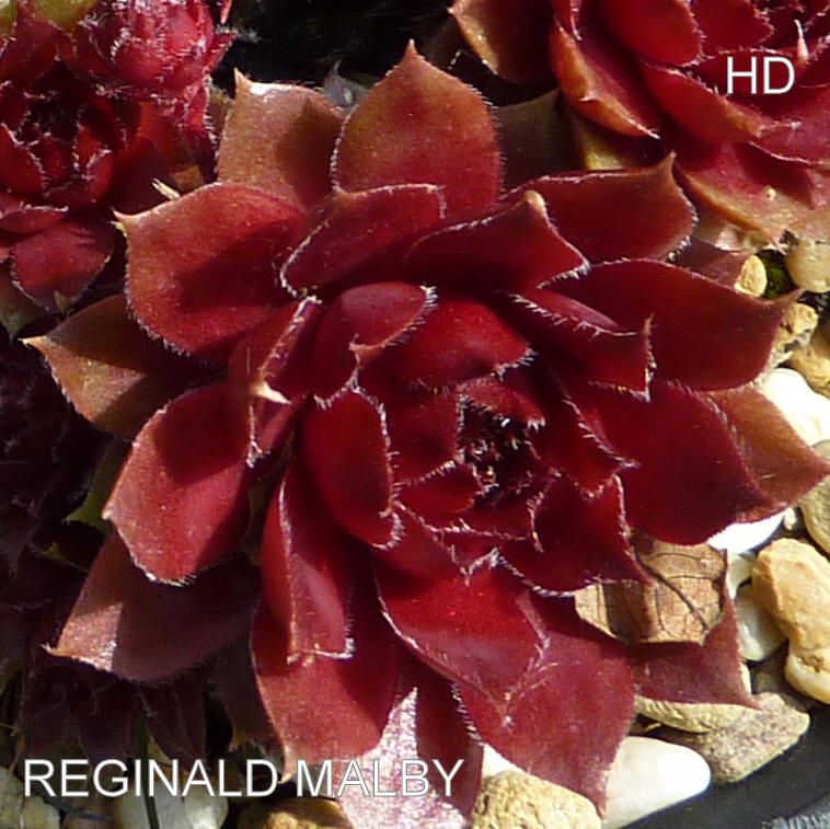 Reginald Malby