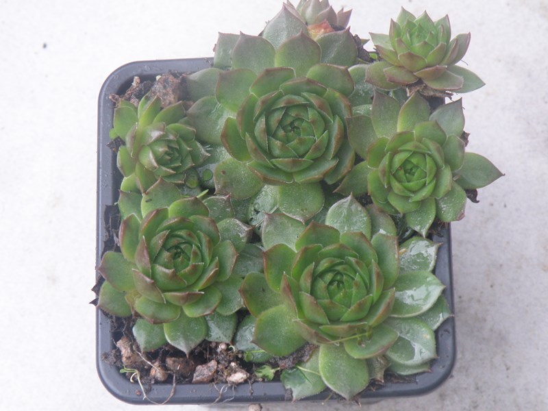 Rotund