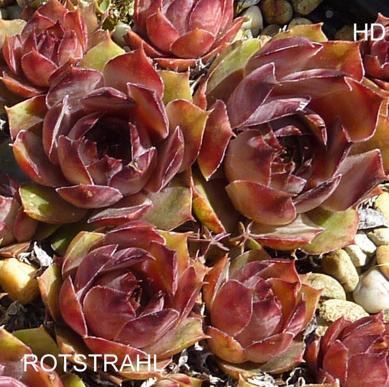 Rotstrahl