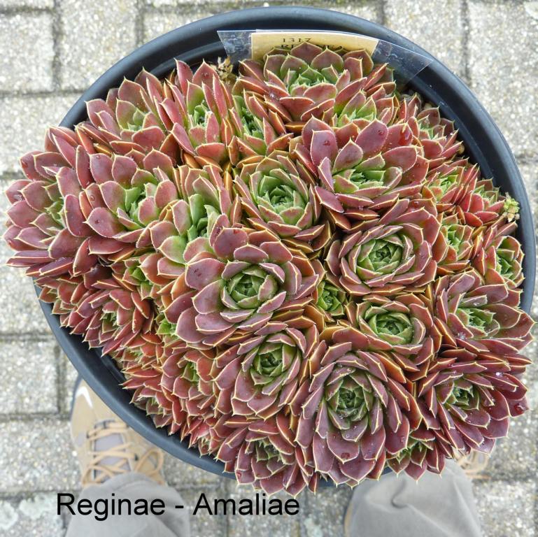 Reginae Amaliae / Jovi