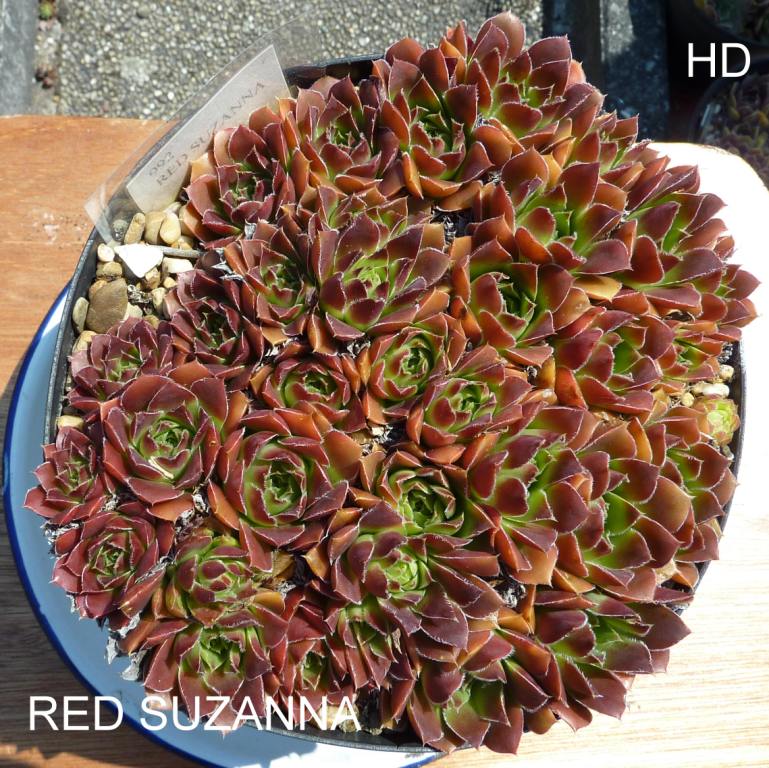 Red Suzanna / Jovi