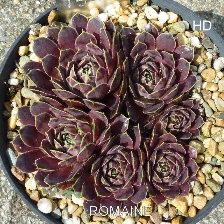 Romaine / Jovi