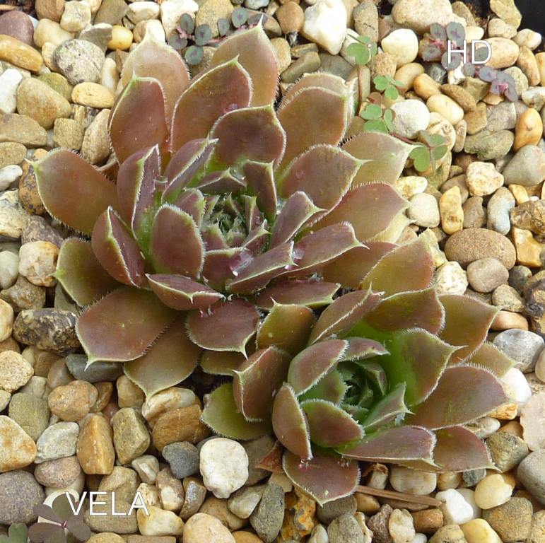 Vela / Jovi ( II )