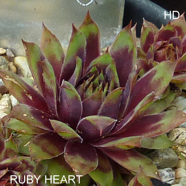 Ruby Heart