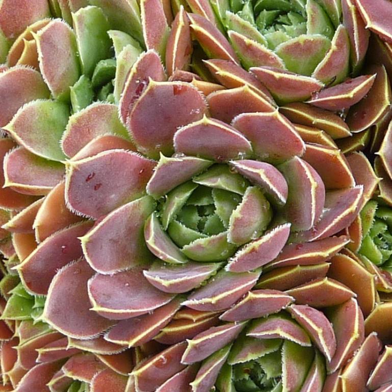 Reginae Amaliae / Jovi