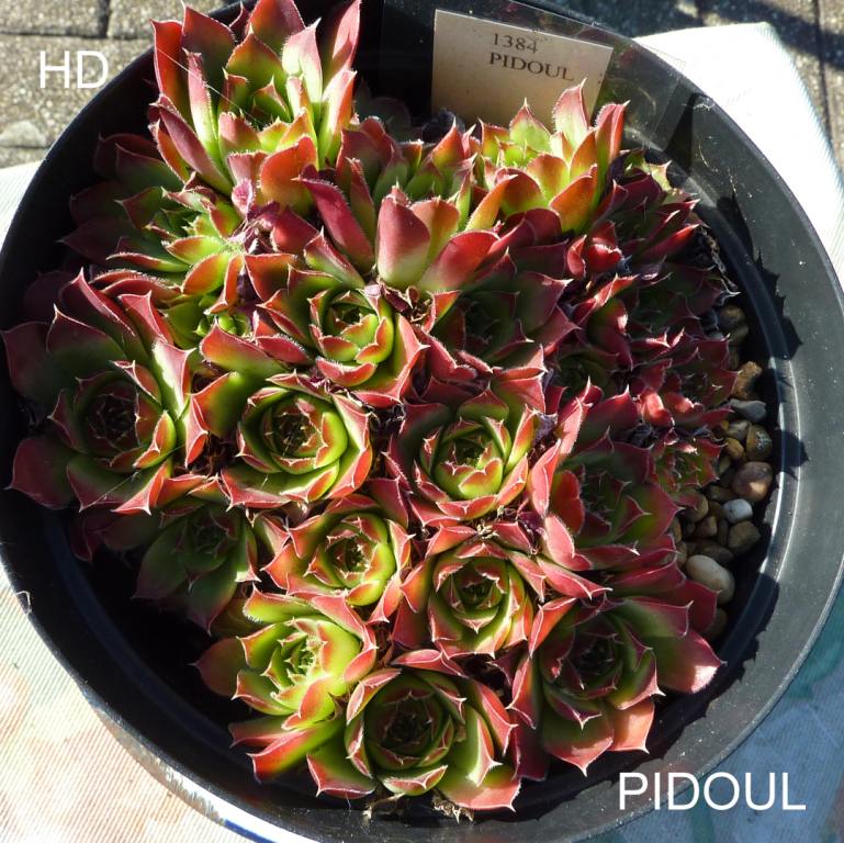 Pidoul / Jovi