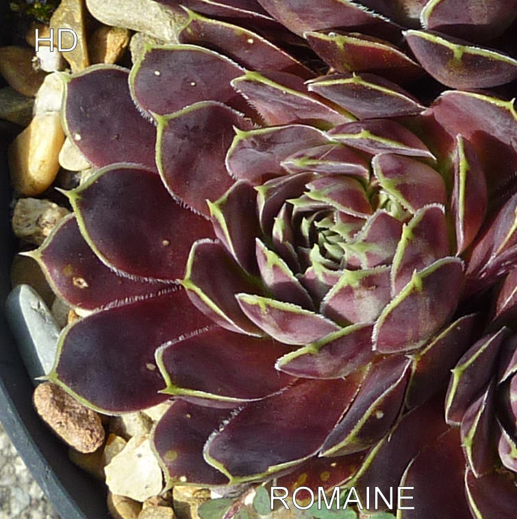 Romaine / Jovi