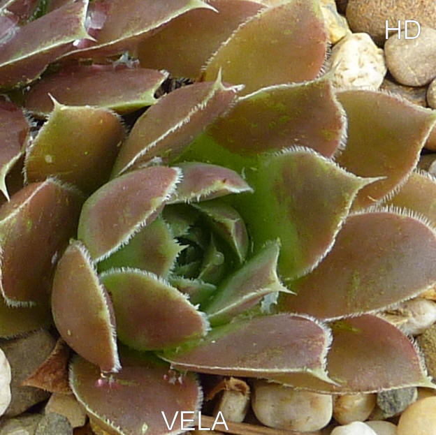 Vela / Jovi ( II )