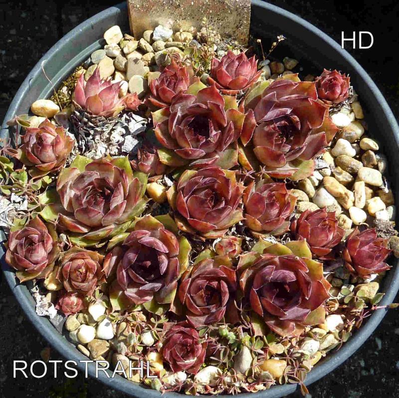 Rotstrahl