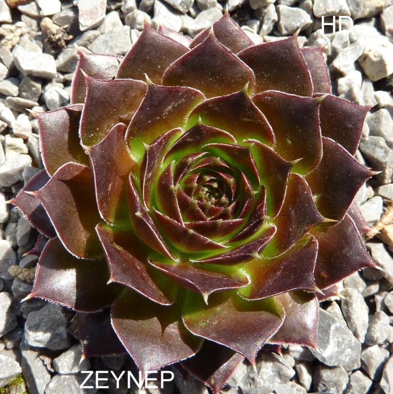 Zeynep / Jovi