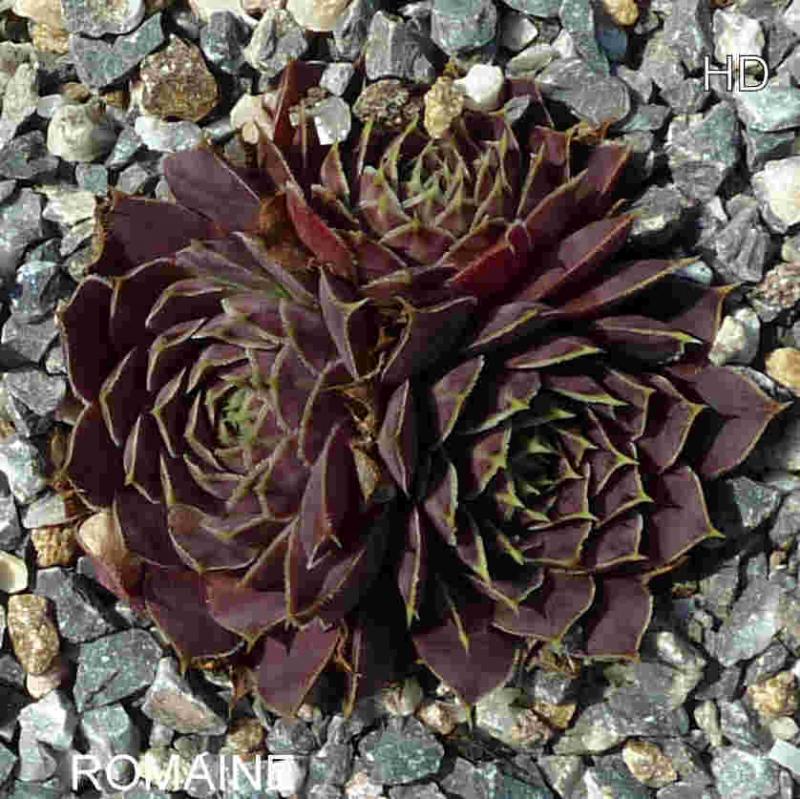Romaine / Jovi