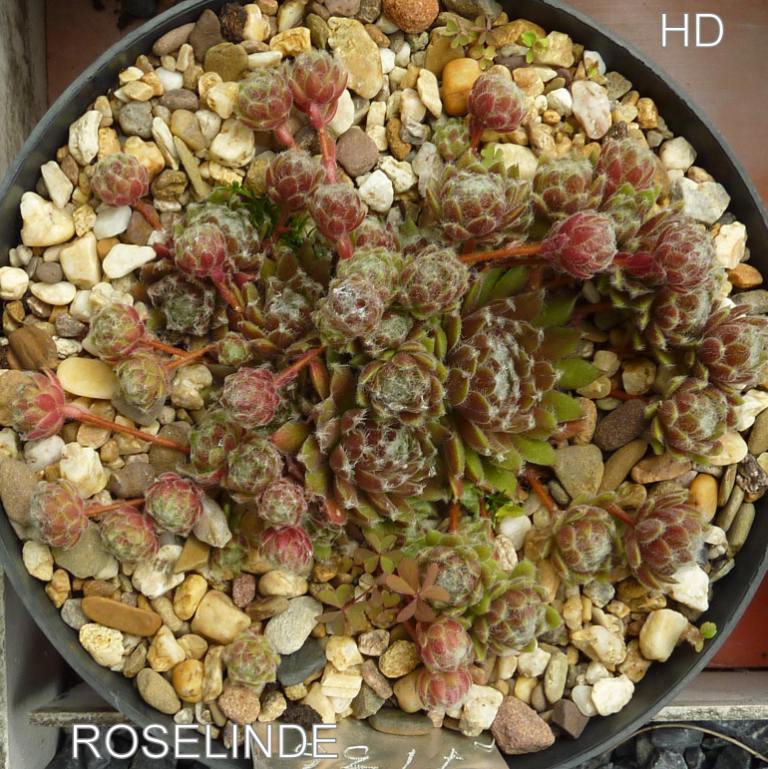 Rosealind