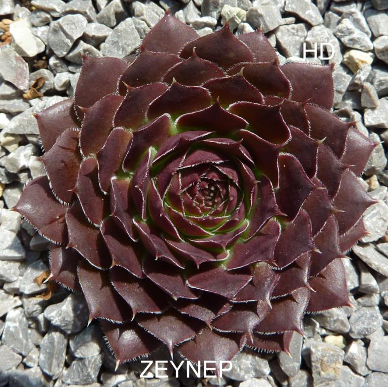 Zeynep / Jovi