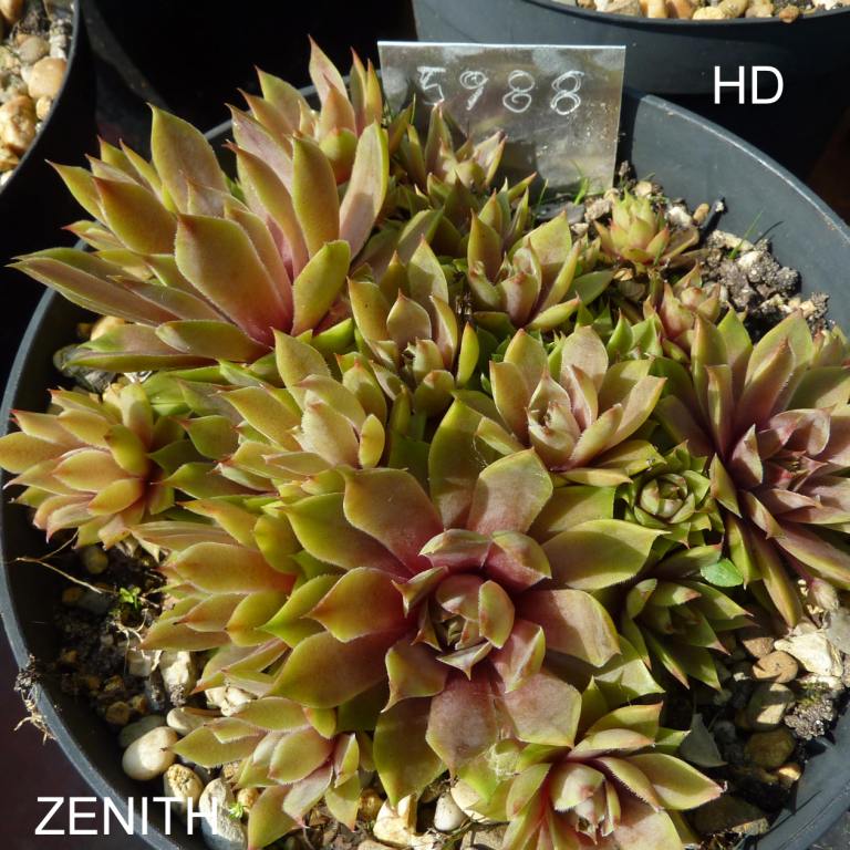 Zenith