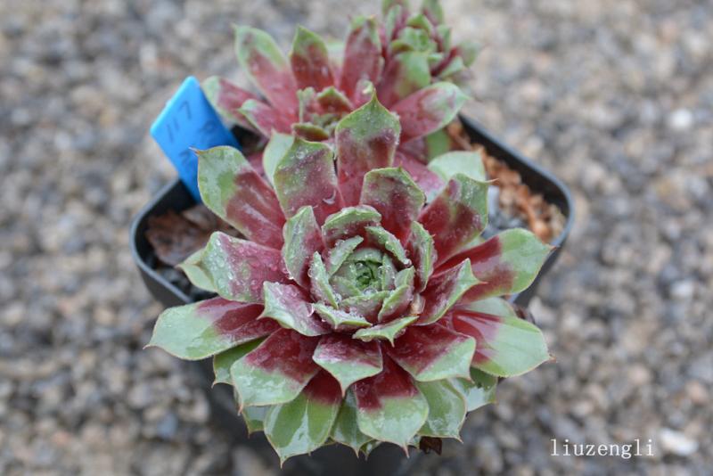 Ruby Heart