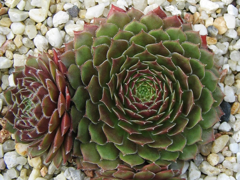Valira