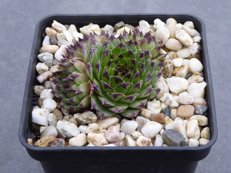 Pfälzer Braunie