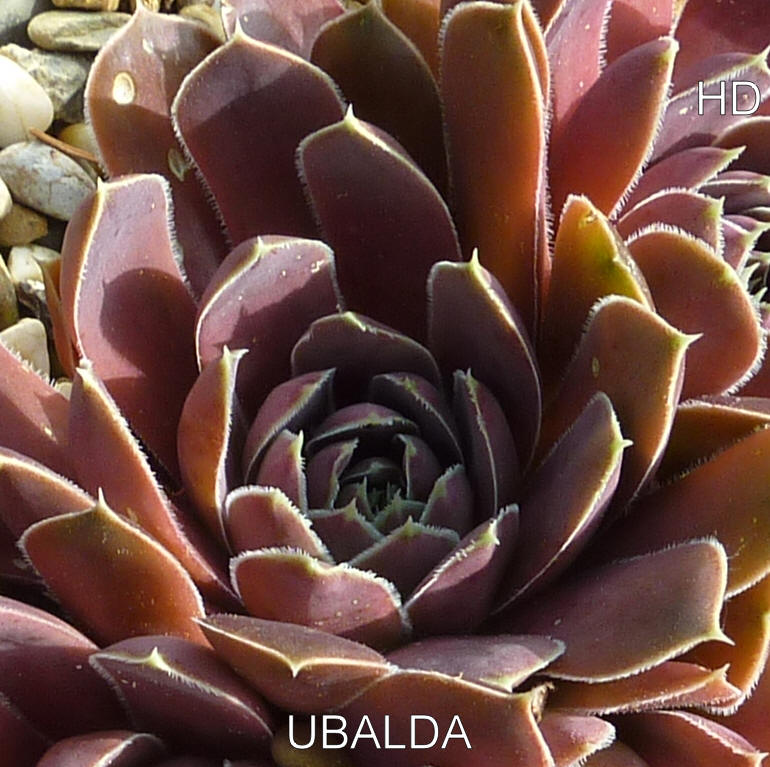 Ubalda / Jovi