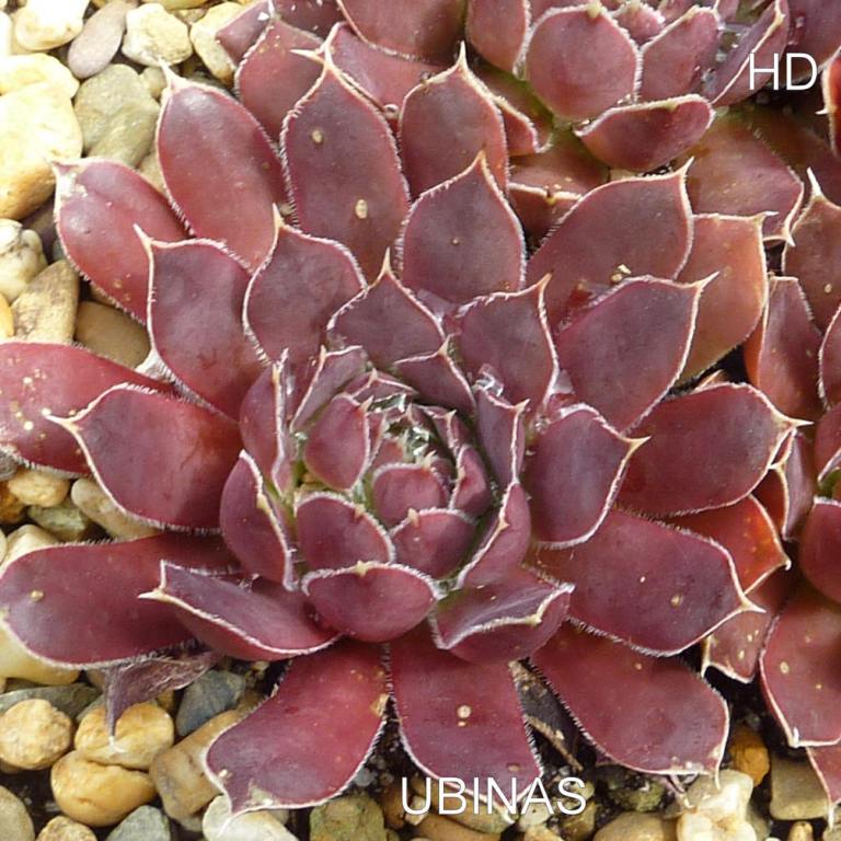 Ubinas / Jovi