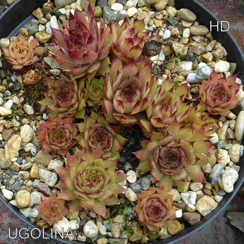 Ugolina