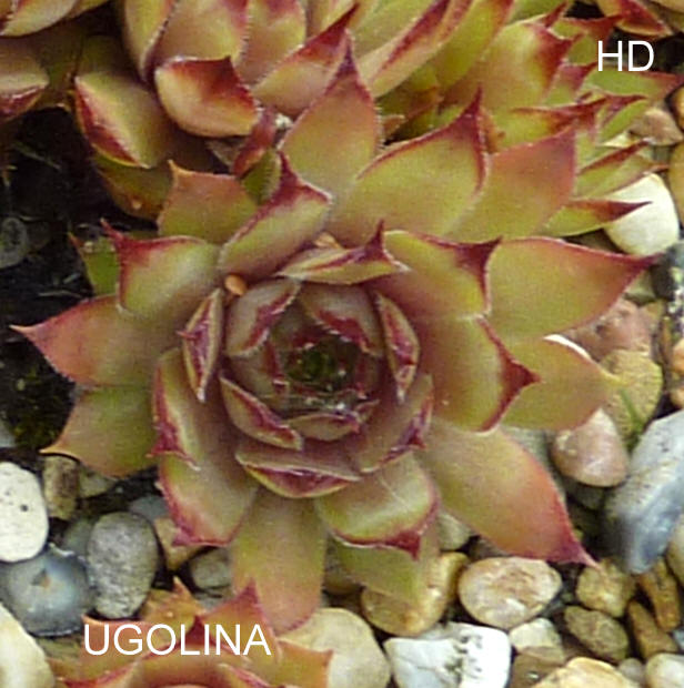 Ugolina