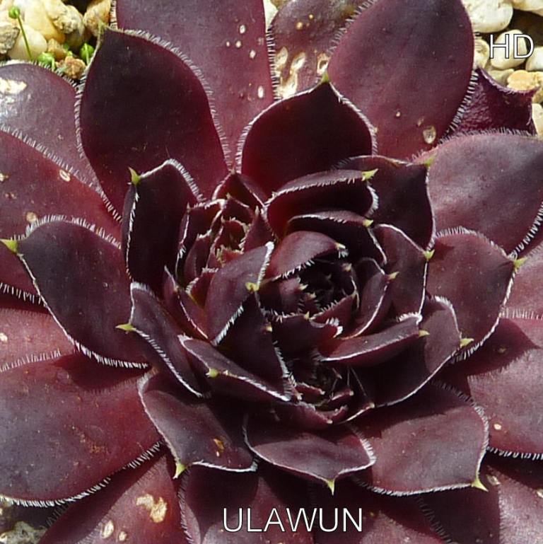 Ulawun / Jovi