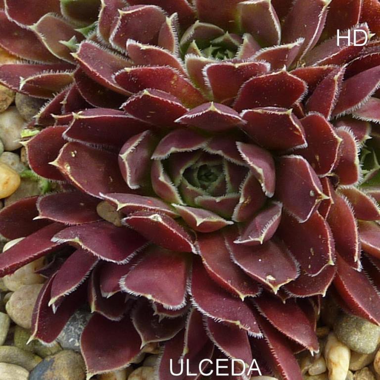 Ulceda / Jovi