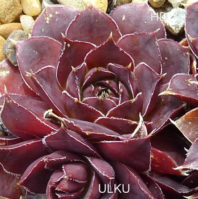 Ulku / Jovi