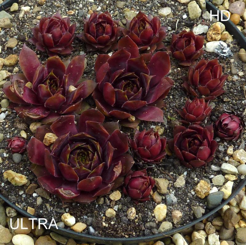 Ultra