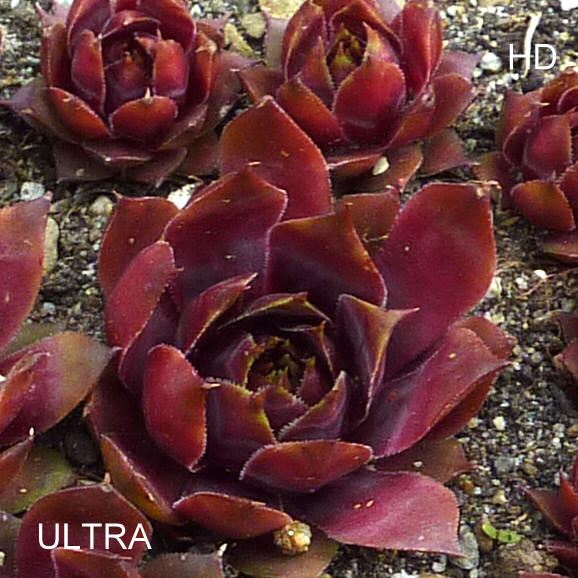 Ultra