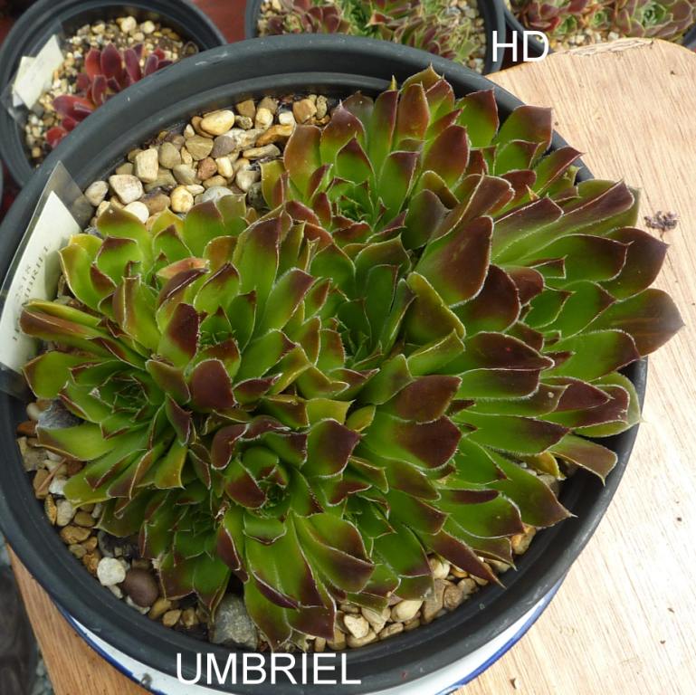 Umbriel / Jovi
