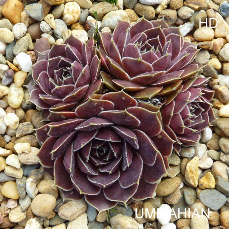 Ummahian / Jovi