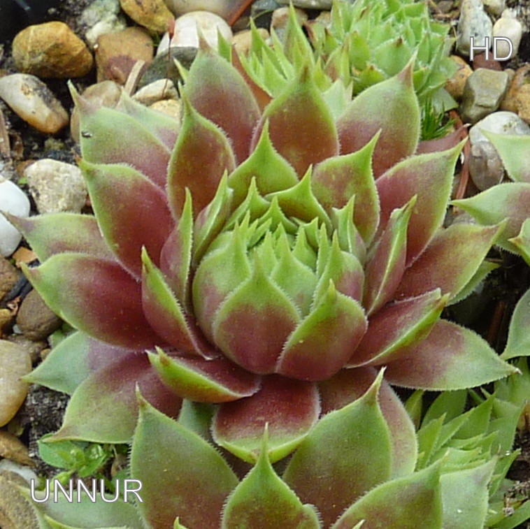 Unnur