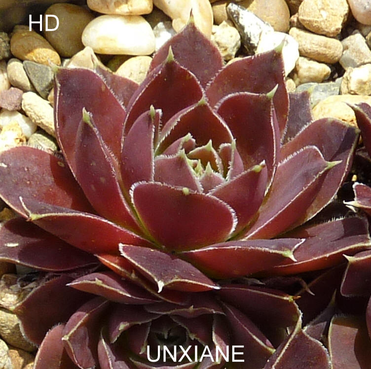 Unxiane / Jovi