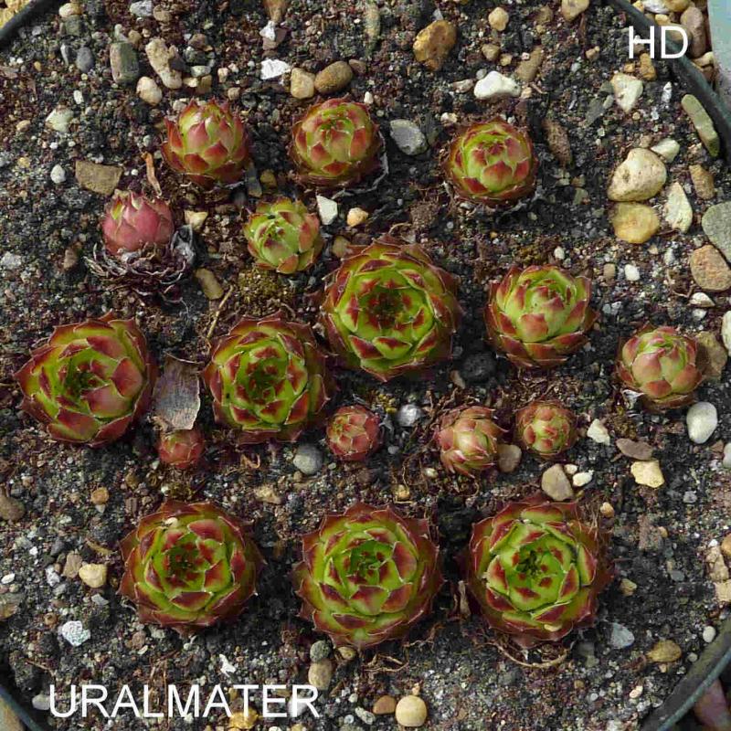 Uralmater