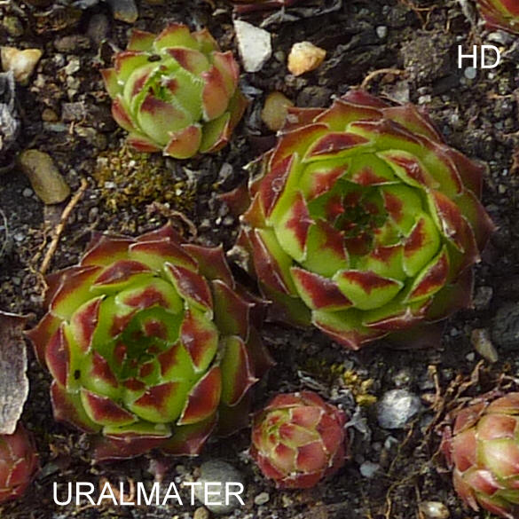 Uralmater