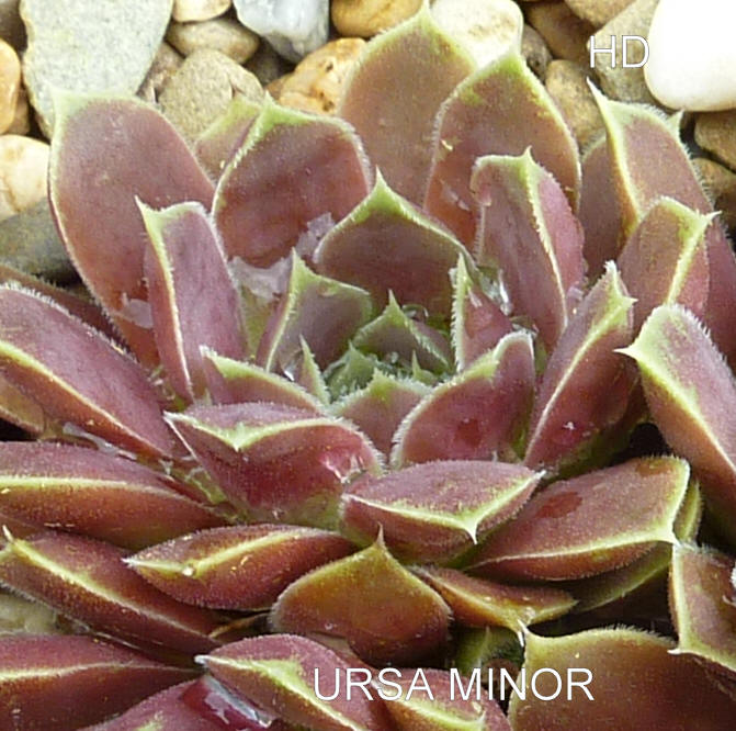 Ursa Minor / Jovi