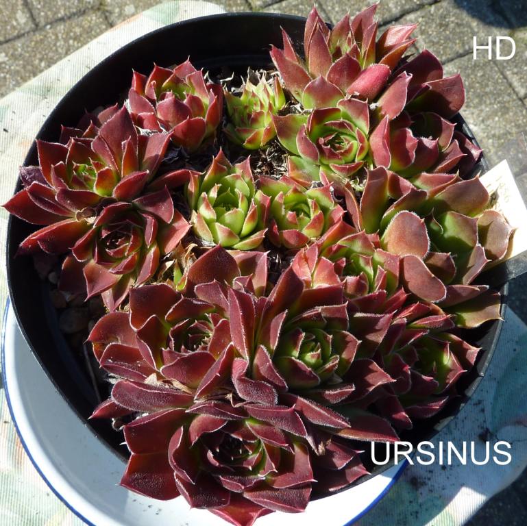 Ursinus / Jovi