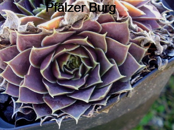 Pfälzer Burg / Jovi