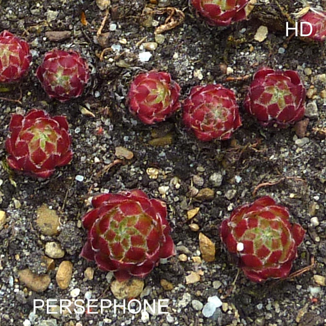 Persephone