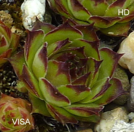 Visa