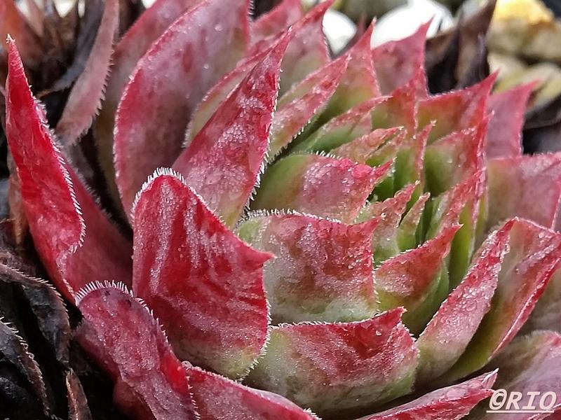 Red Summer