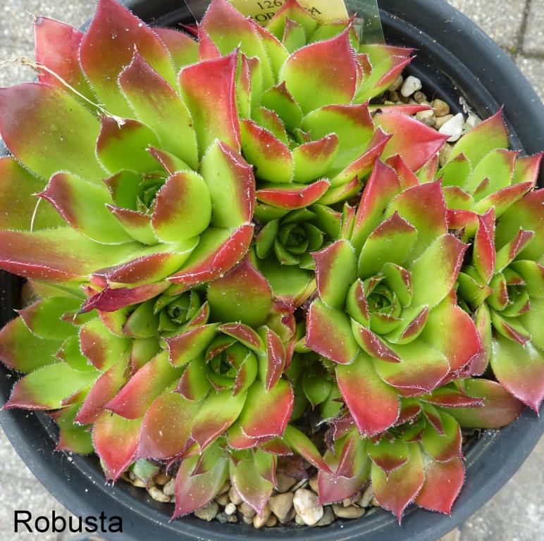 Robusta / Jovi