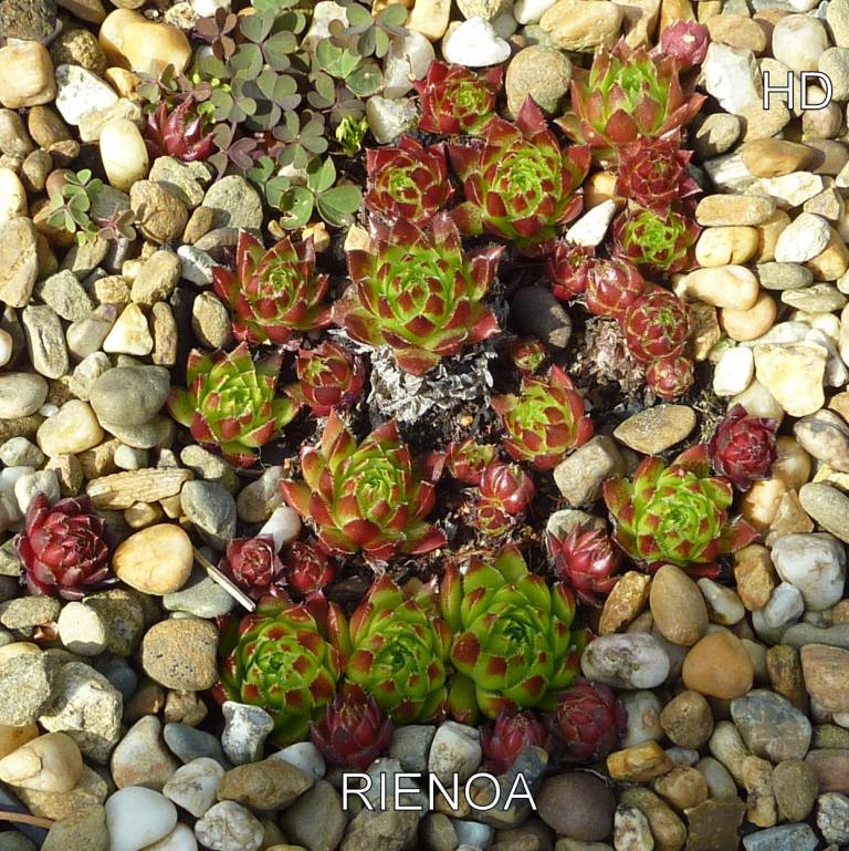 Rienoa / Jovi