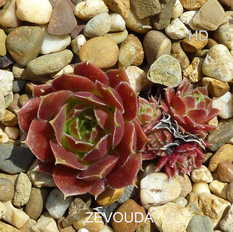 Zevouda / Jovi