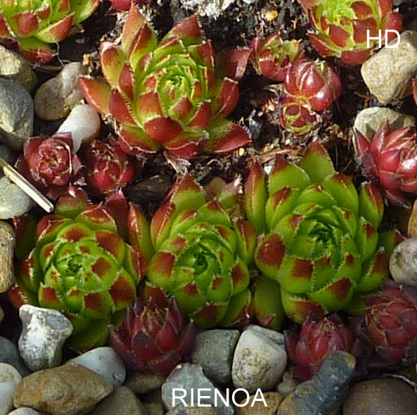 Rienoa / Jovi