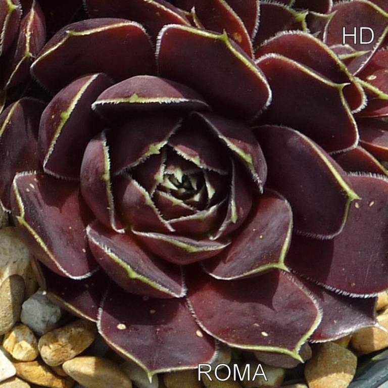 Roma / Jovi